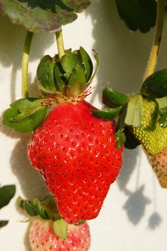 苗栗大湖 大湖泉銘草莓園採草莓 快樂的過每一天
