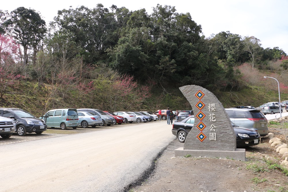 高雄寶山 二集團櫻花公園 百棵河津櫻夢幻綻放 快樂的過每一天