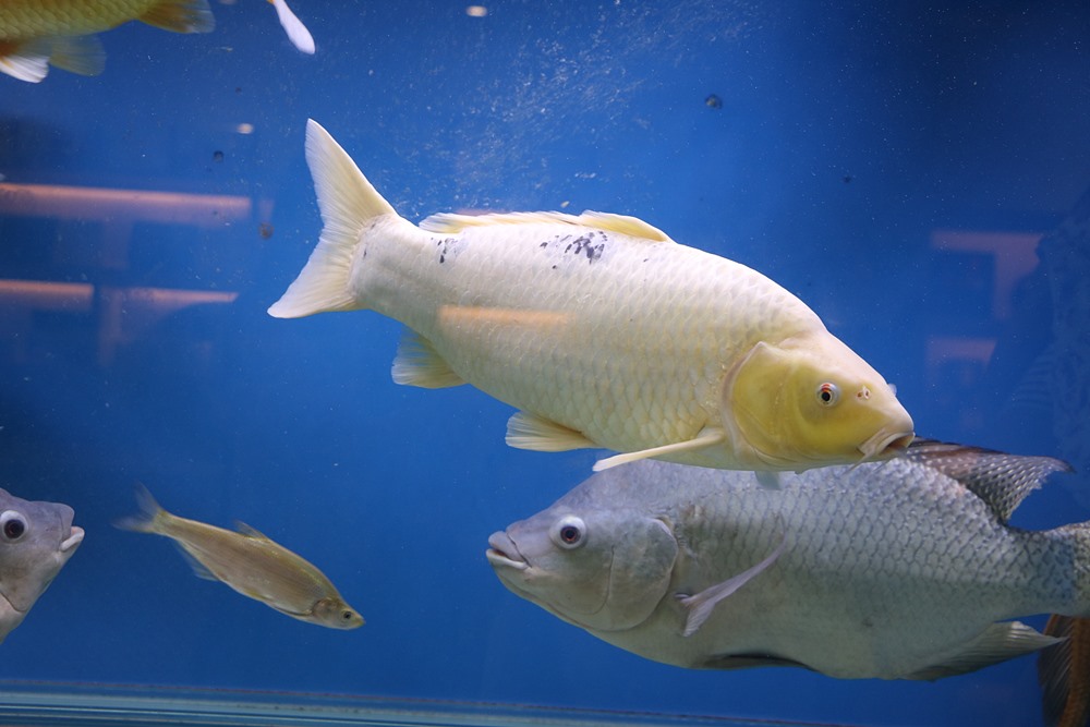 雲林口湖 台灣鯛生態創意園區 打卡送鮮魚湯 台灣第一座以台灣鯛為主題的觀光工廠 快樂的過每一天