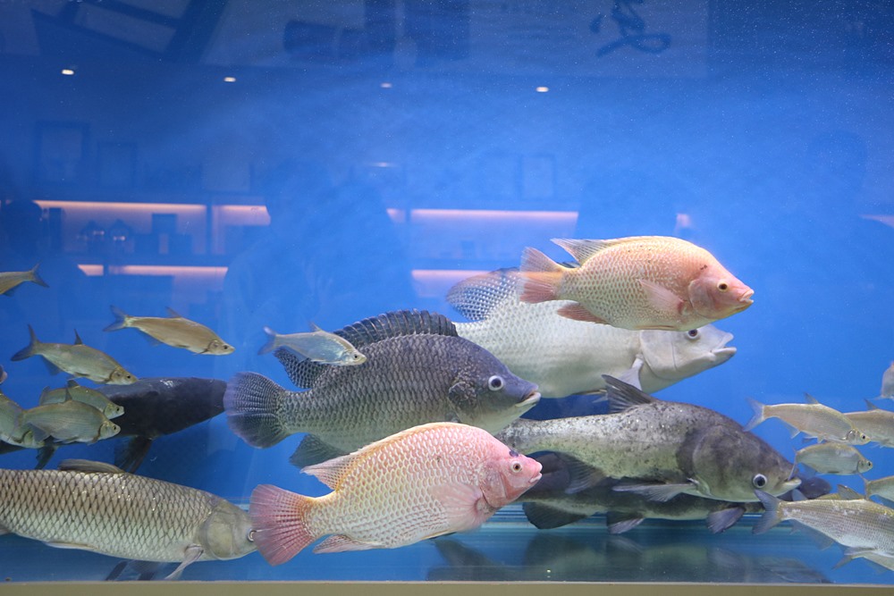雲林口湖 台灣鯛生態創意園區 打卡送鮮魚湯 台灣第一座以台灣鯛為主題的觀光工廠 快樂的過每一天