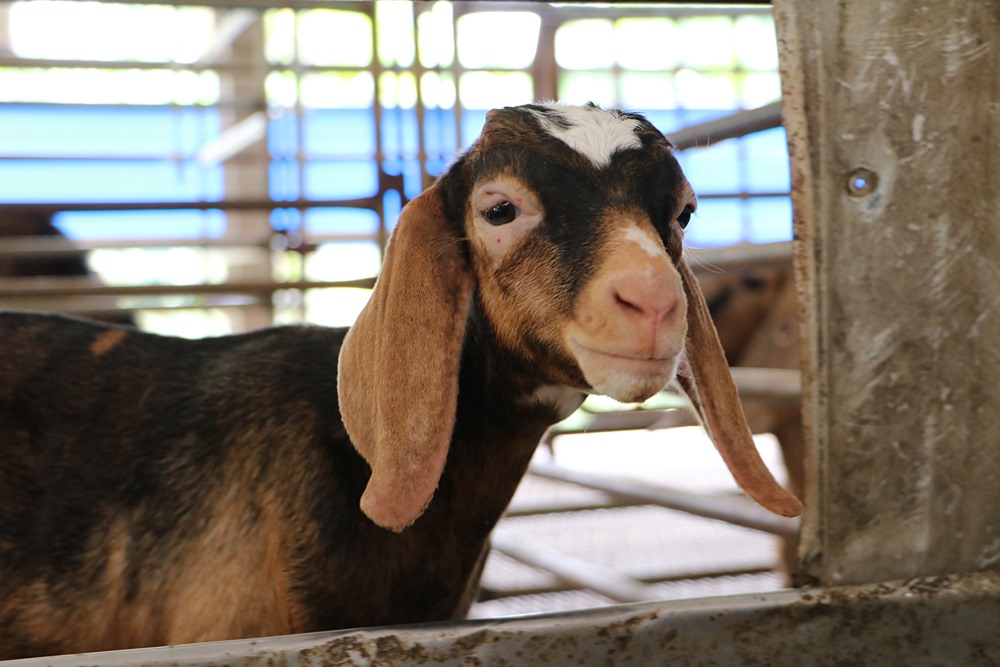 全台第一家肉羊畜牧場產銷履歷 - 快樂的過每一天